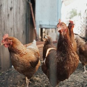 Rural Funds investors unsuccessful in bid to thwart sale of poultry business Rural Funds investors unsuccessful in bid to thwart sale of poultry business